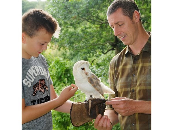 Private Family Bird of Prey Experience in Carlisle
