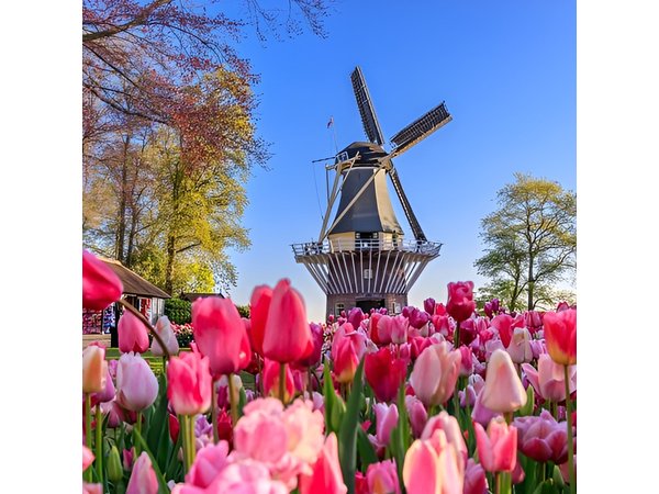 Amsterdam: Keukenhof, Zaanse Schans Windmills, Cheese Guided Tour