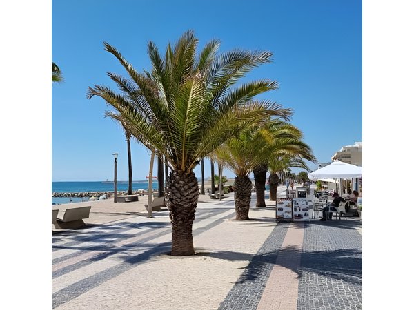 Quarteira Market & Town Bus Trip from Albufeira