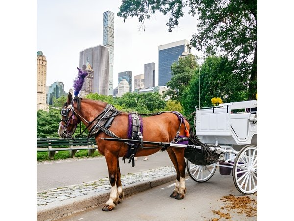 Official Private New York City Central Park Horse Carriage Ride Since 1965™