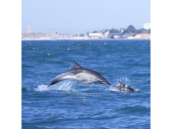 Lisbon: Dolphin Watching with Marine Biologist – Small Group