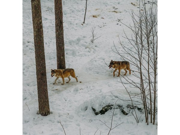 Rovaniemi: Trip to Ranua Zoo with Tickets Included