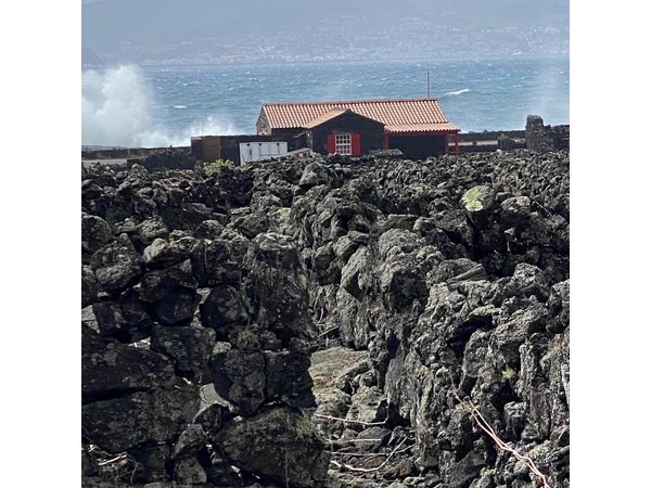 500 years of wine on Pico Island in half a day of flavors