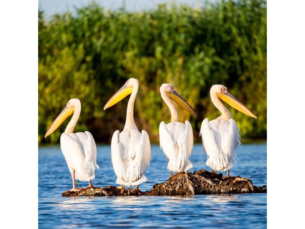 Day Trip from Bucharest to Danube Delta