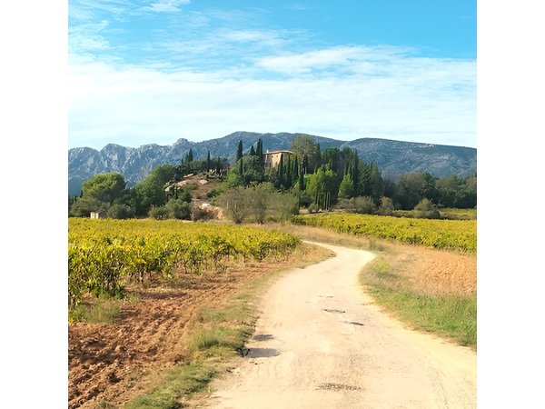 Boutique Sainte-Victoire Wine Tour with Gourmet Picnic & Pétanque