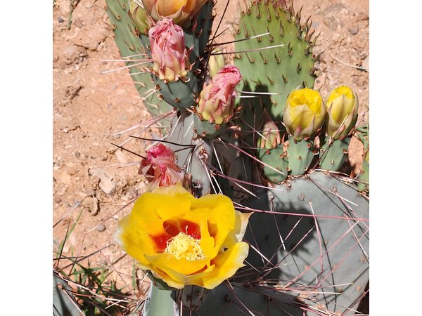 City of Tucson Tour