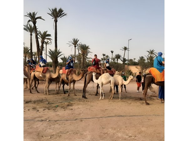 Sunset or Morning Private Camel Ride in Marrakech Palmeraie