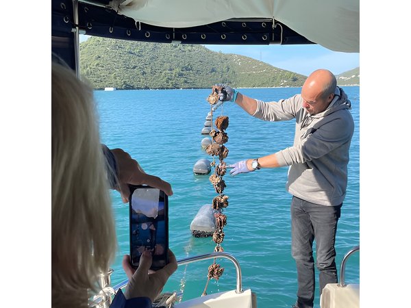 Pelješac - Wine, Oysters and Food Experience from Dubrovnik