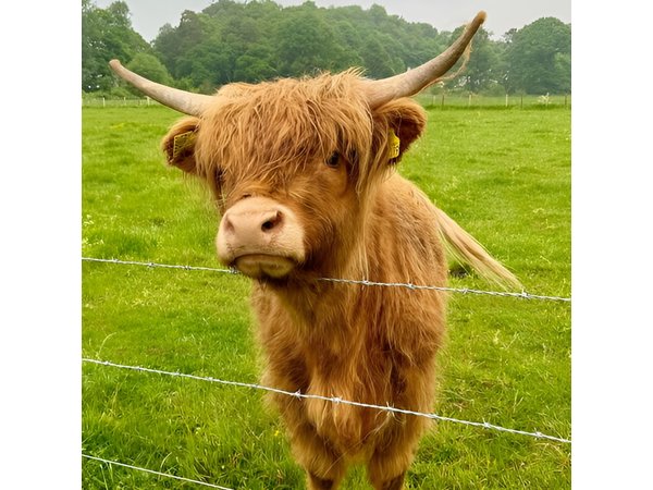 Loch Ness, Culloden, Clava and whisky/gin tour from Inverness.