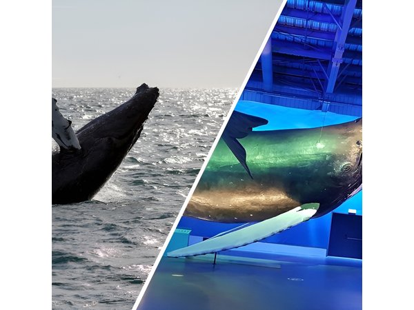 Deluxe Whale Watching and Whales of Iceland Exhibition Combo from Reykjavik