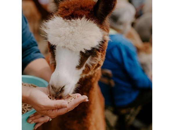 Alpaca Meet and Greet Experience in Peterborough