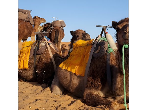 3 Days Tour from Marrakech to Merzouga Dunes and Camel Trek