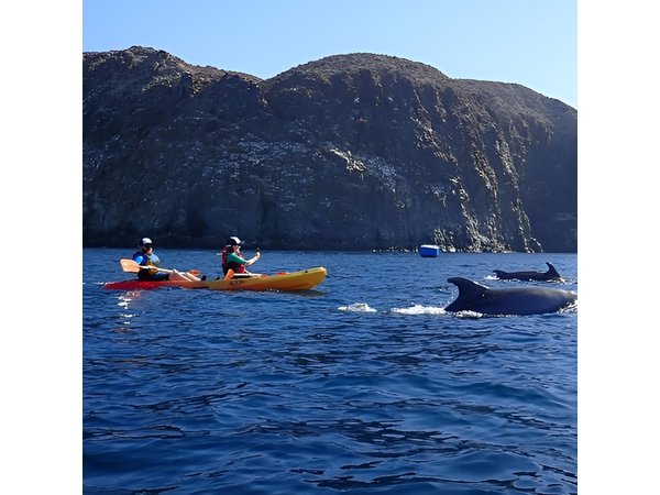 Kayak & Snorkel Safari: Look for Dolphins & Turtles in Tenerife