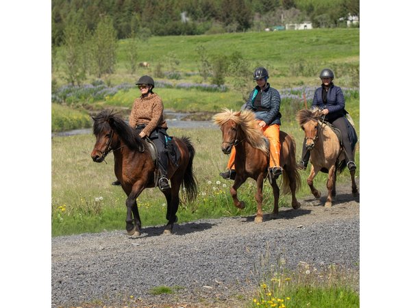 The Heritage Tour from Reykjavík: 1.5 to 2-Hour Ride