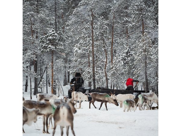Ivalo: Reindeer herd and fishing experience