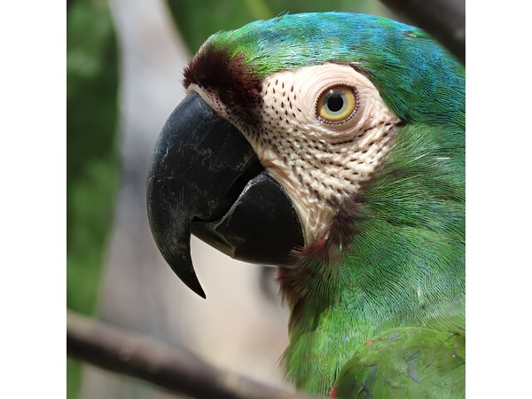 Parrot & Macaw Volunteering in a Wildlife Reserve Near Cartagena