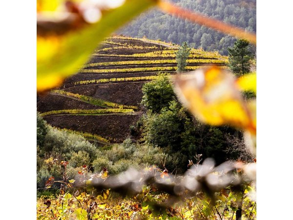 Wine and Scenic Beauty in Douro Valley