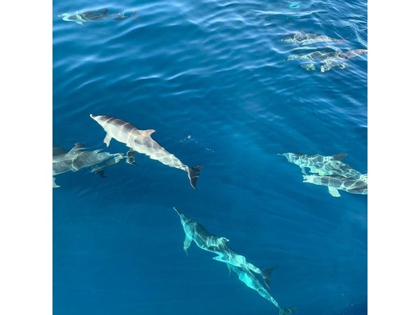 Dolphin Tours in Fuerteventura and snorkeling on the coast