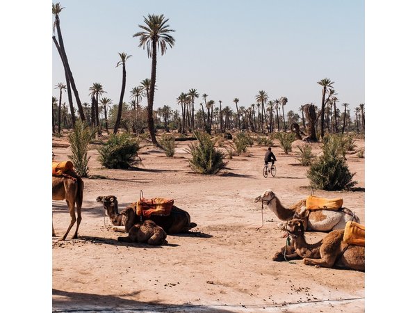 Camel Ride at the Palm Groves in Marrakech