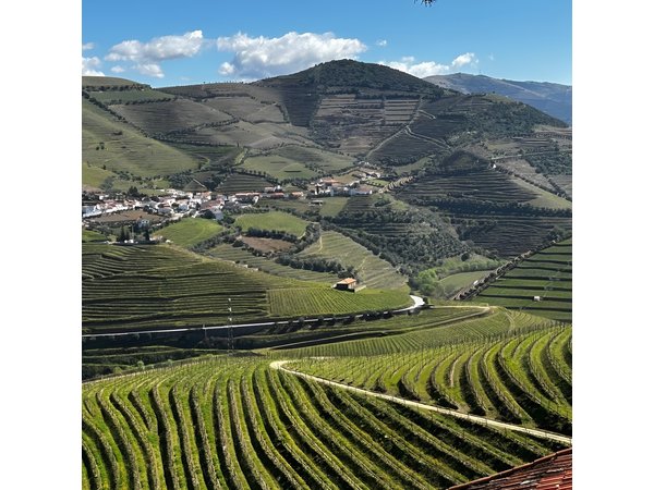 Douro Valley Half-Day Tour with Winery and Lunch From Porto