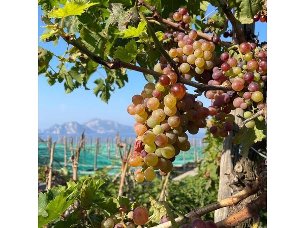 E-Bike tour in Sorrento Peninsula and wine tasting