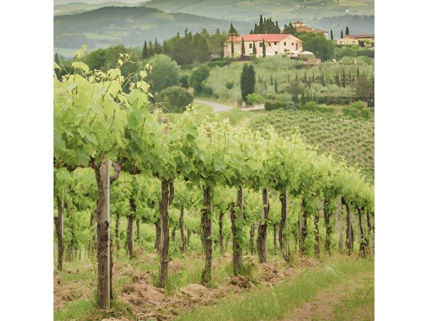Frascati Day Tour: Road from Rome with Wine Tasting & Lunch