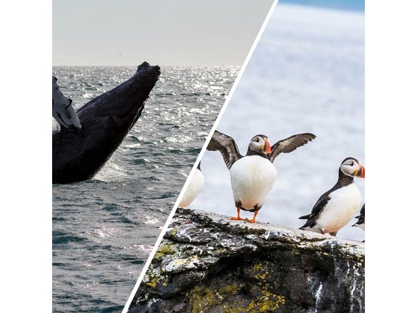 Wildlife Whale Watching and Puffin Tour in Reykjavik