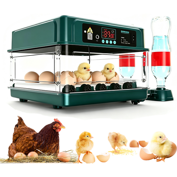 Incubateur automatique pour 15/24/36 œufs, couveuse avec contrôle automatique de la température et ajout d'eau, machine d'incubation pour volailles (poulets, canards, cailles).