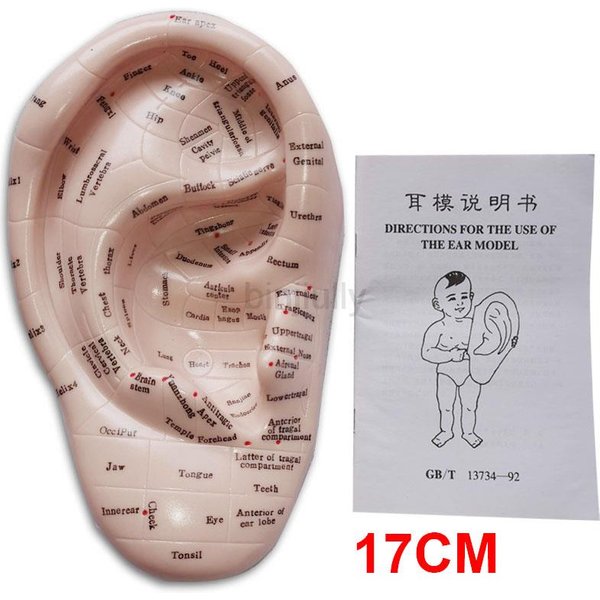 Modèle d'épingles à oreilles d'acupuncture d'oreille, application auriculaire, points d'acupuncture d'oreille, version anglaise, 17 cm