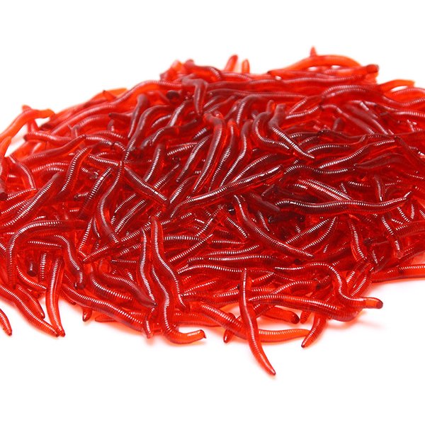 100 pièces de leurres souples en silicone, imitation ver rouge réaliste, pour la pêche hivernale sur glace, appât artificiel avec additif de crevettes, pour la pêche au bar et à la carpe.
