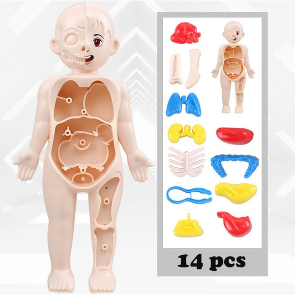 Kind Montessori 3D Puzzle Spielzeug Menschlichen Körper Anatomie Modell Pädagogisches Lernen Orgel Zusammengebautes Spielzeug Lehrmittel Für Kinder