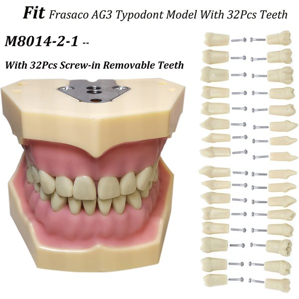 Frasaco AG3 Typodont Fit dentaire 32 pièces à visser pratique remplissage gomme douce dents Gingivae modèle M8014-2-1 dents de remplacement