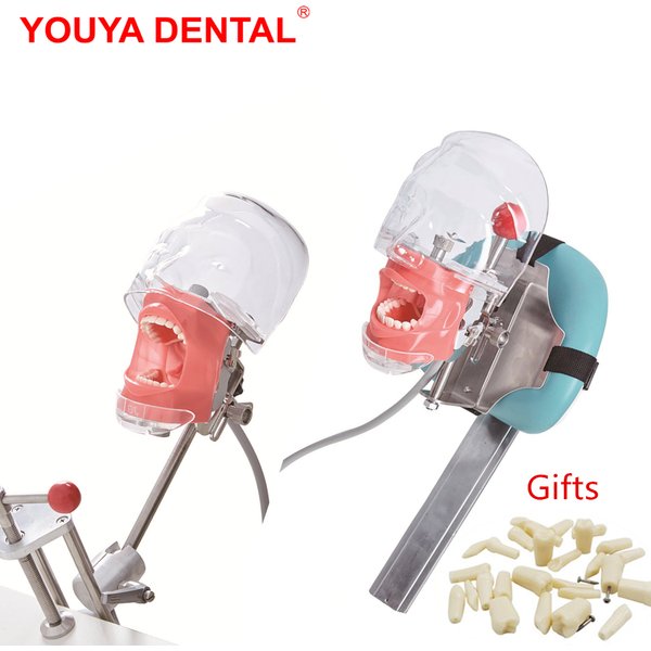 Modèle de tête Simple simulateur dentaire mannequin fantôme avec dents pour dentiste enseignement pratique formation étude équipement de dentisterie