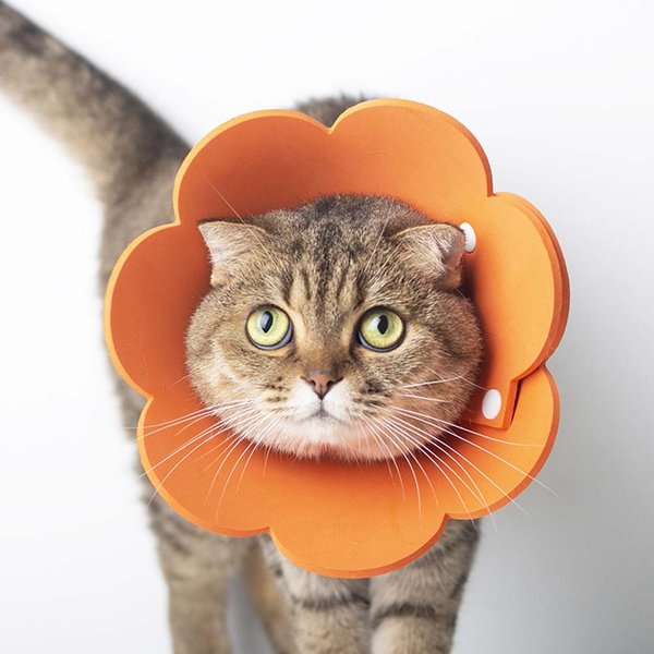 Haustiere Schutz halsband Eva weiche Blumen form Anti-Leck Katzen Hunde Wundheilung Schutzhülle Anti-Biss Tier bedarf