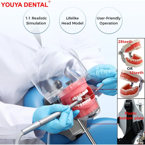 Simulateur dentaire, modèle de tête simple, fantôme dentaire avec 28/32 dents, modèle de typodont, équipement de mannequin pour l'enseignement et l'étude en dentisterie
