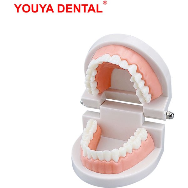 Modèle dentaire Standard bon marché, 1 pièce, modèle d'enseignement des dents, modèle de dents en plastique pour dentiste, étudiants dentaires, affichage éducatif