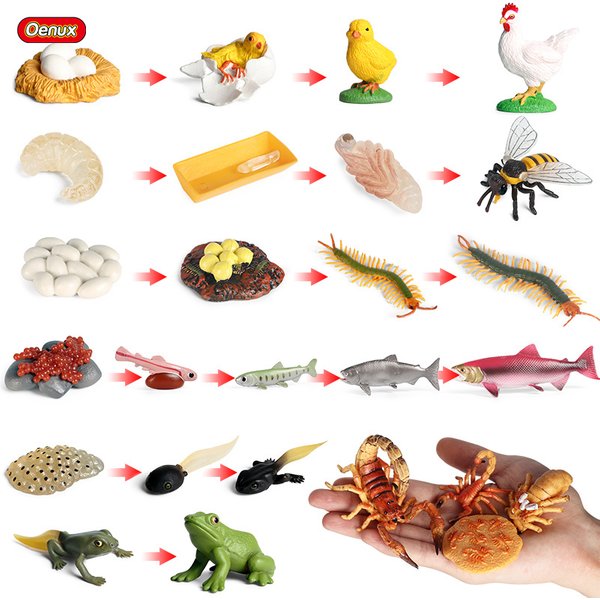 Oenux Life Growth Cycle Simulation Insect Butterfly Frog Chicken Action Figures Animal Model Baby Educational Miniature Kids Toy