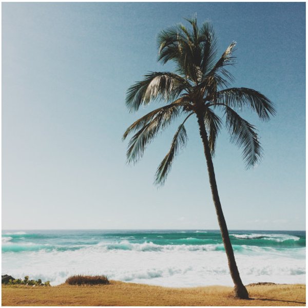 Palm Tree By The Beach - Beach - T-Shirt-image