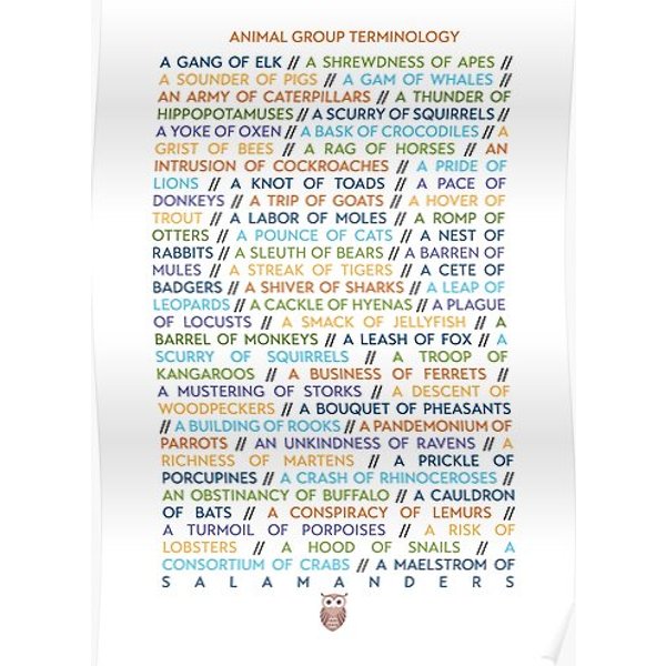 Animal Group Terminology - Coloured Text Edition Premium Matte Vertical Poster-image