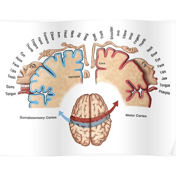 Cortical Homunculus Illustration Premium Matte Vertical Poster-image