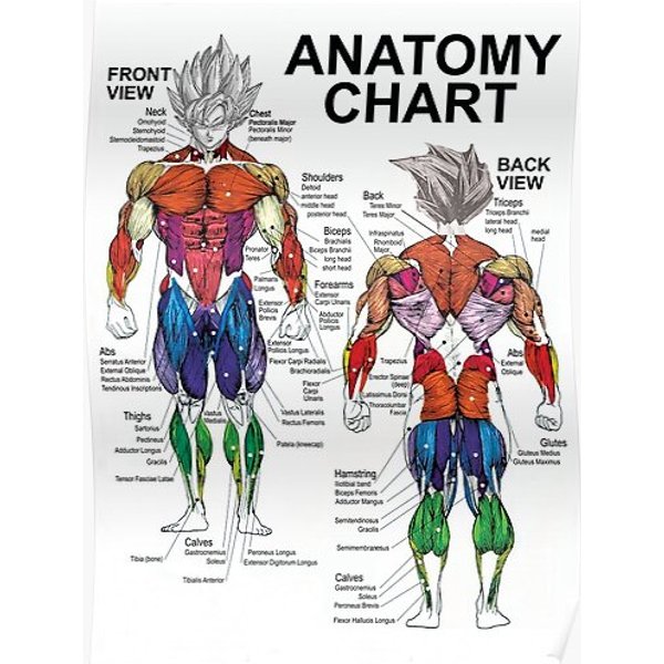 Saiyan Anatomy Chart - Muscle Diagram - Anime Workout Premium Matte Vertical Poster-image