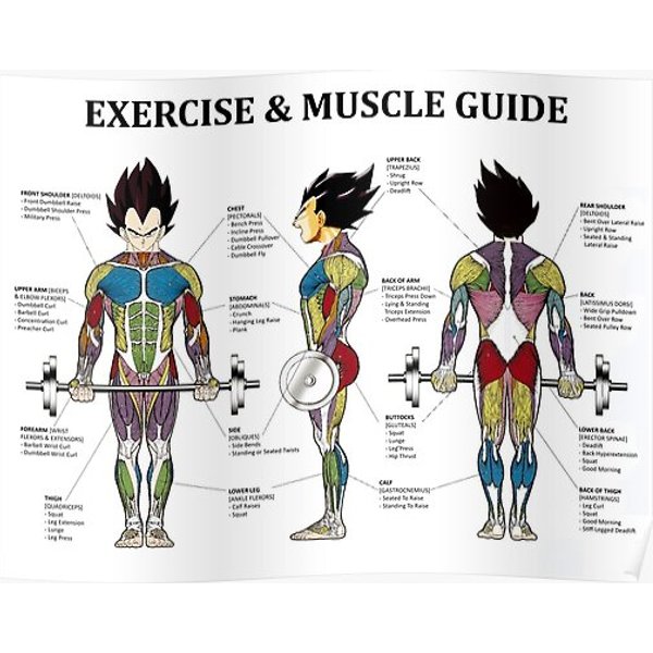 Bodybuilding, Exercise Anatomy Chart, Muscle Diagram, Anime Premium Matte Vertical Poster-image
