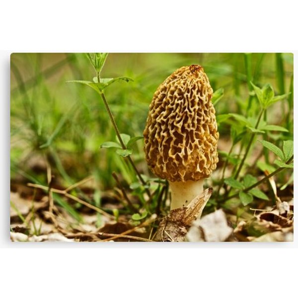 Yellow Morel Mushroom - Morchella Esculenta Canvas-image