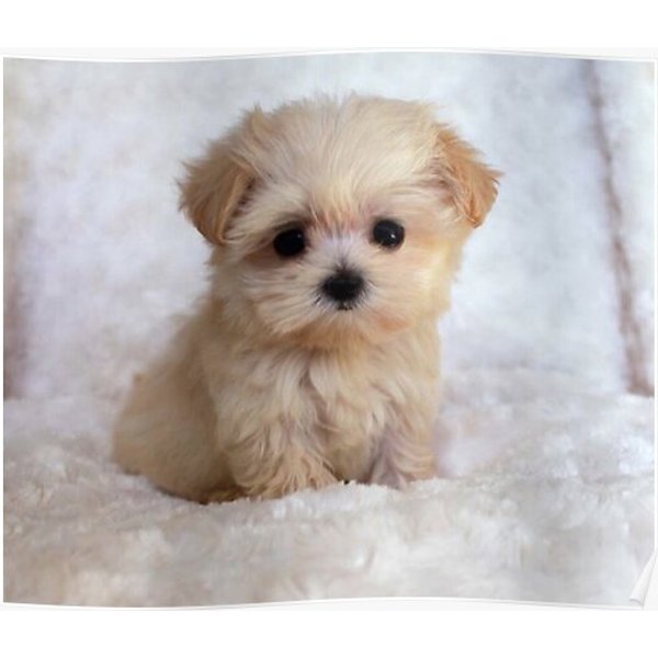 Cute Puppy Premium Matte Vertical Poster-image