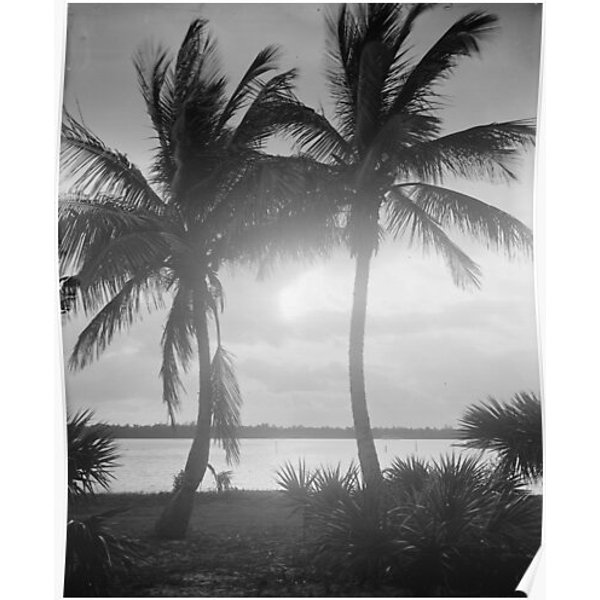 Black & White Palm Trees In The Sunset Photograph Premium Matte Vertical Poster-image