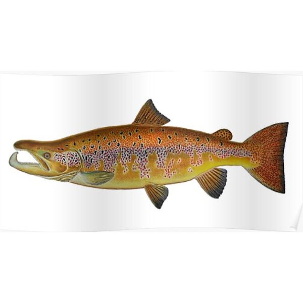 Atlantic Salmon (Salmo Salar) Premium Matte Vertical Poster-image