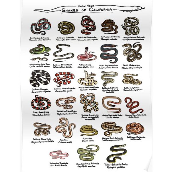 Snakes Of California Premium Matte Vertical Poster-image