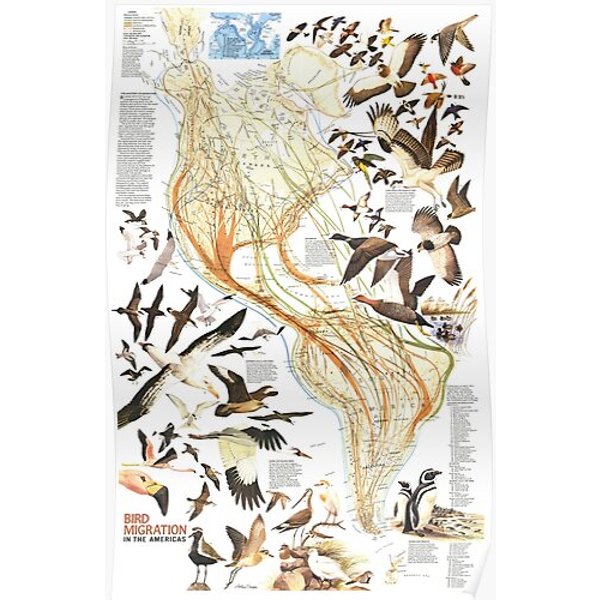 Bird Migration In The Americas Map 1979 Premium Matte Vertical Poster-image