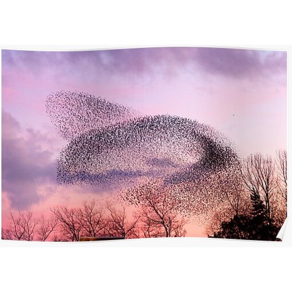 Murmuration Of Starlings, November 5Th 2011 Premium Matte Vertical Poster-image