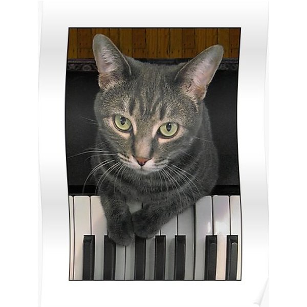 Nora The Piano Cat From Above Premium Matte Vertical Poster-image